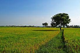 Farm in Mysore